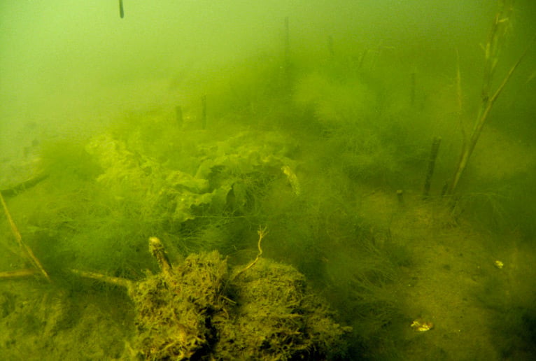 An underwater photo in Barnegat Bay shows heavy algae growth.
