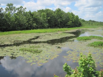 A lake harmed by excessive algae and plant growth in Elmer, NJ. Photo by Rutgers Cooperative Extension of Salem County