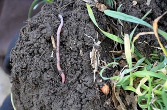 Earthworm in healthy soil.