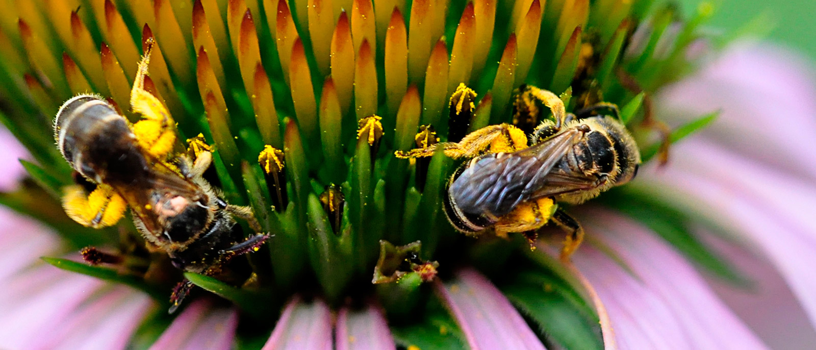 Bees pollinate a Purple Coneflower (Echinacea purpurea) while feeding.