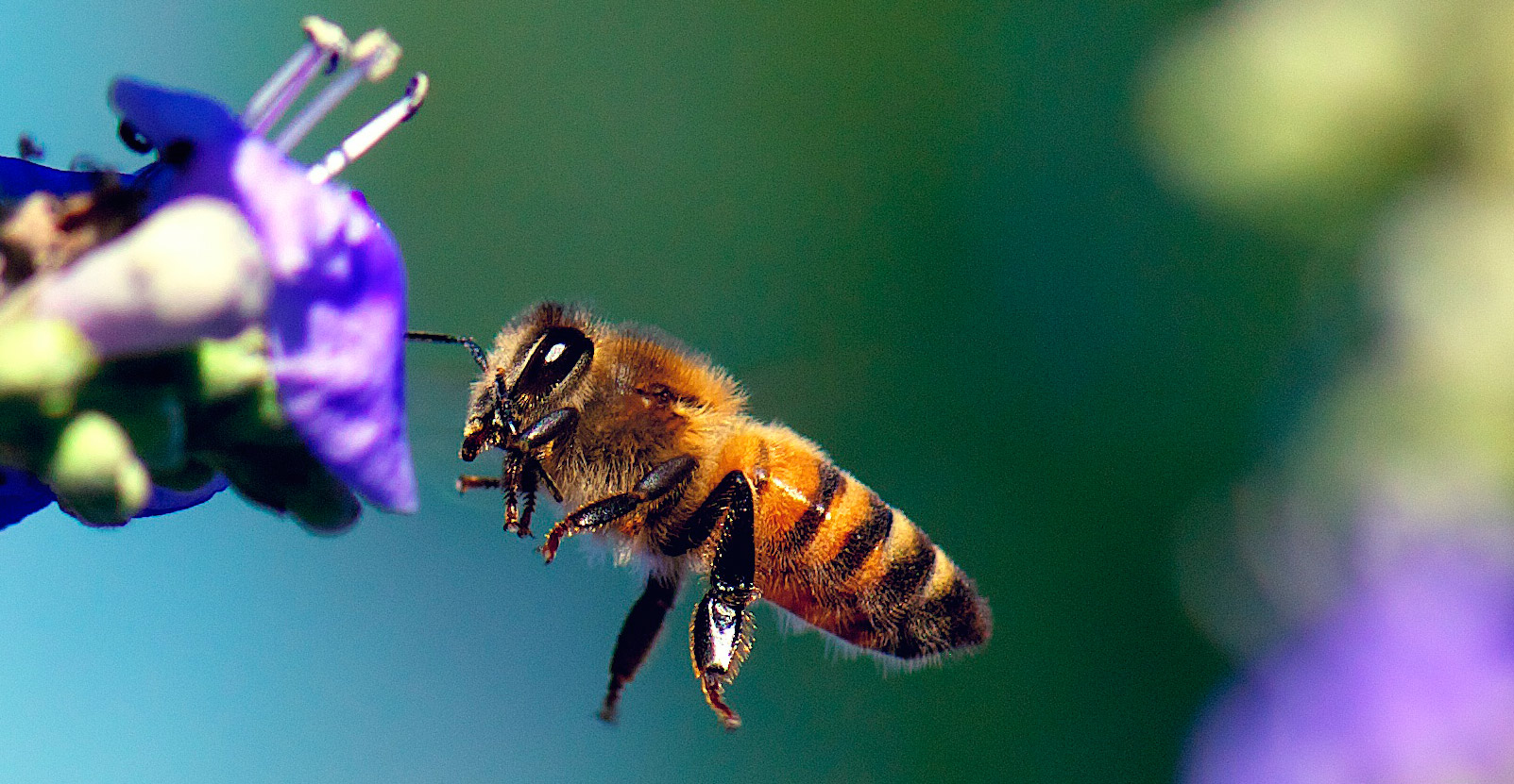 Honey bees are responsible for pollination of our major food crops.