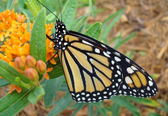 A monarch butterfly feeds on Butterfly Weed