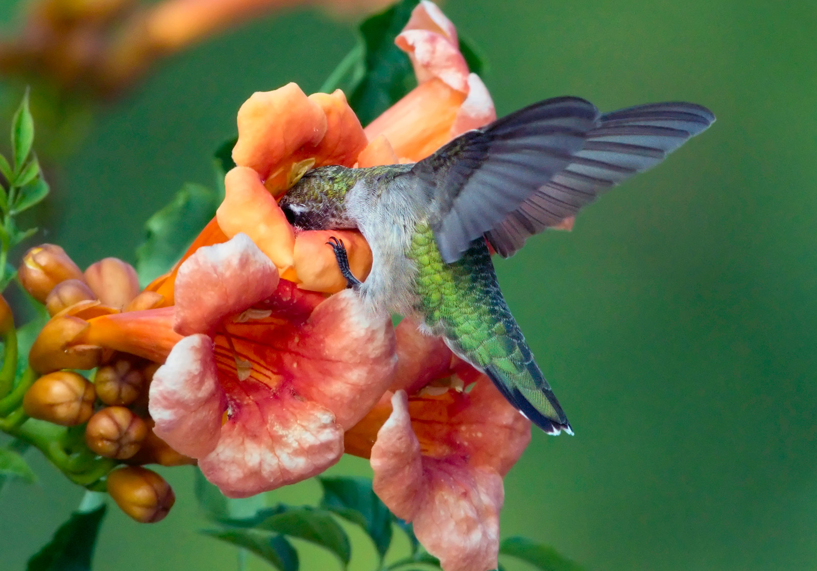 photo of Ruby throated hummingbird.