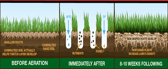 Soil aeration leads to deeper root growth and healthier lawn areas.