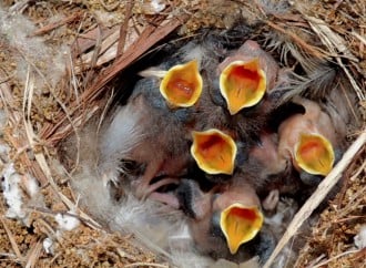 photo of wrens in a nest