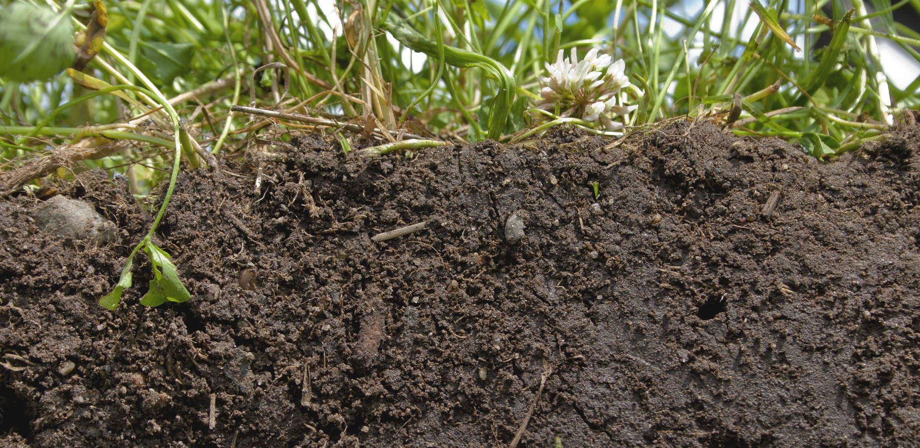 photo of healthy soil and soil health