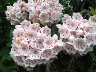 Mountain laurel thrives in Pine Barrens soils.